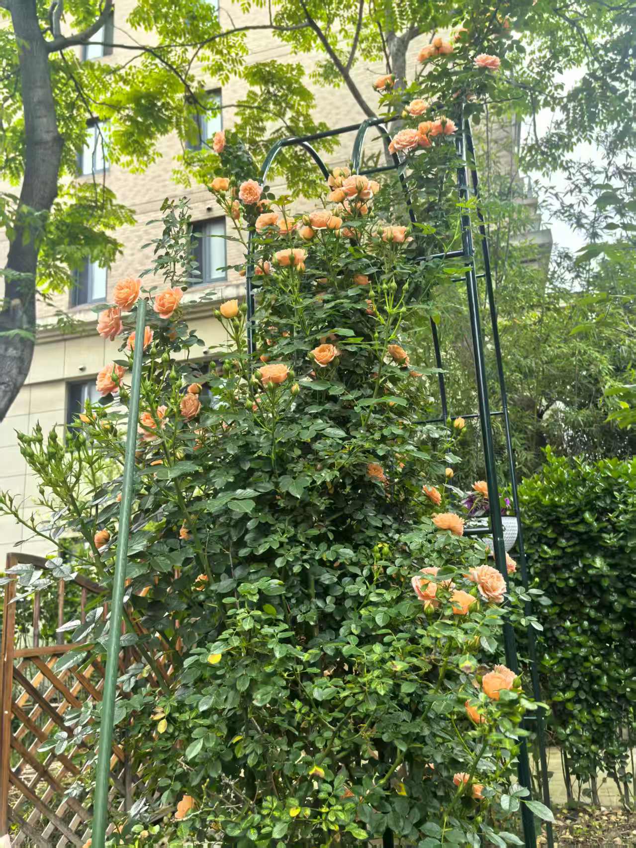 院子里的花花草草