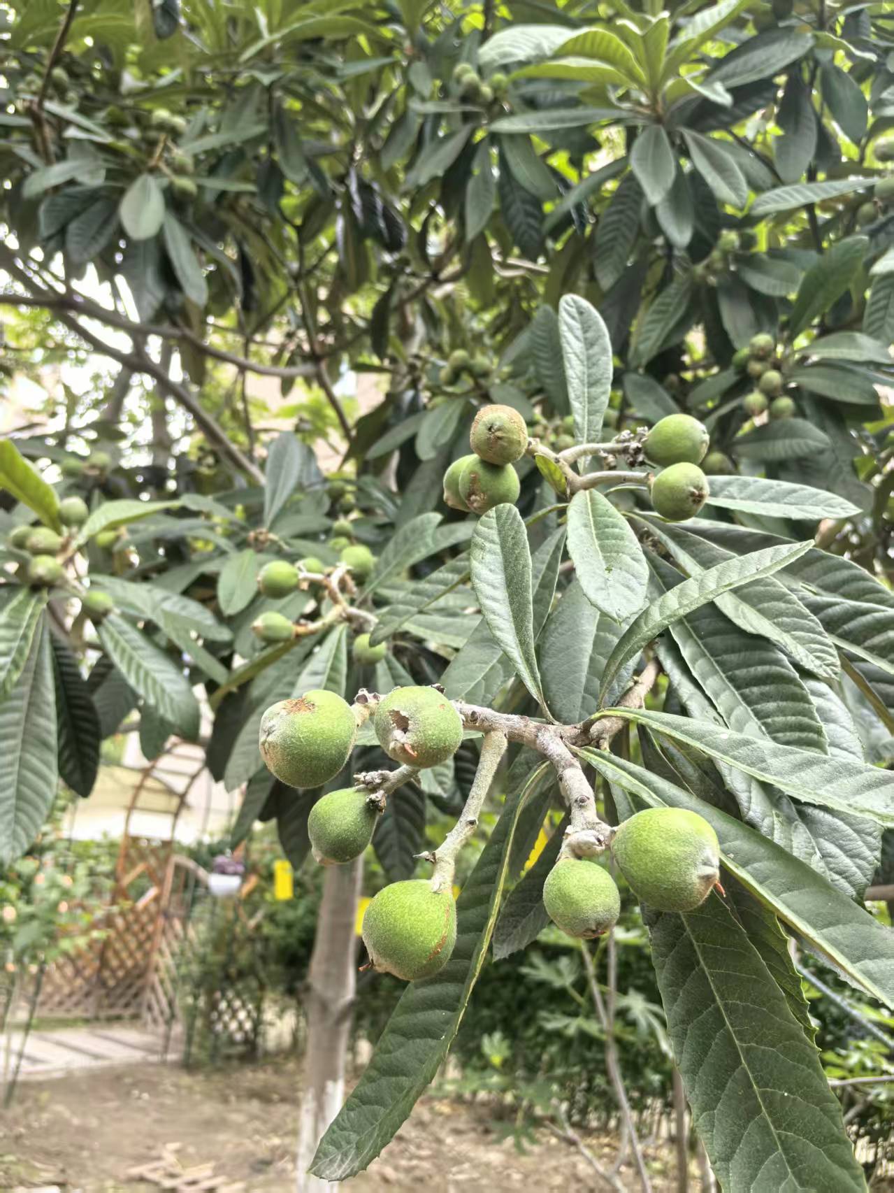 照片