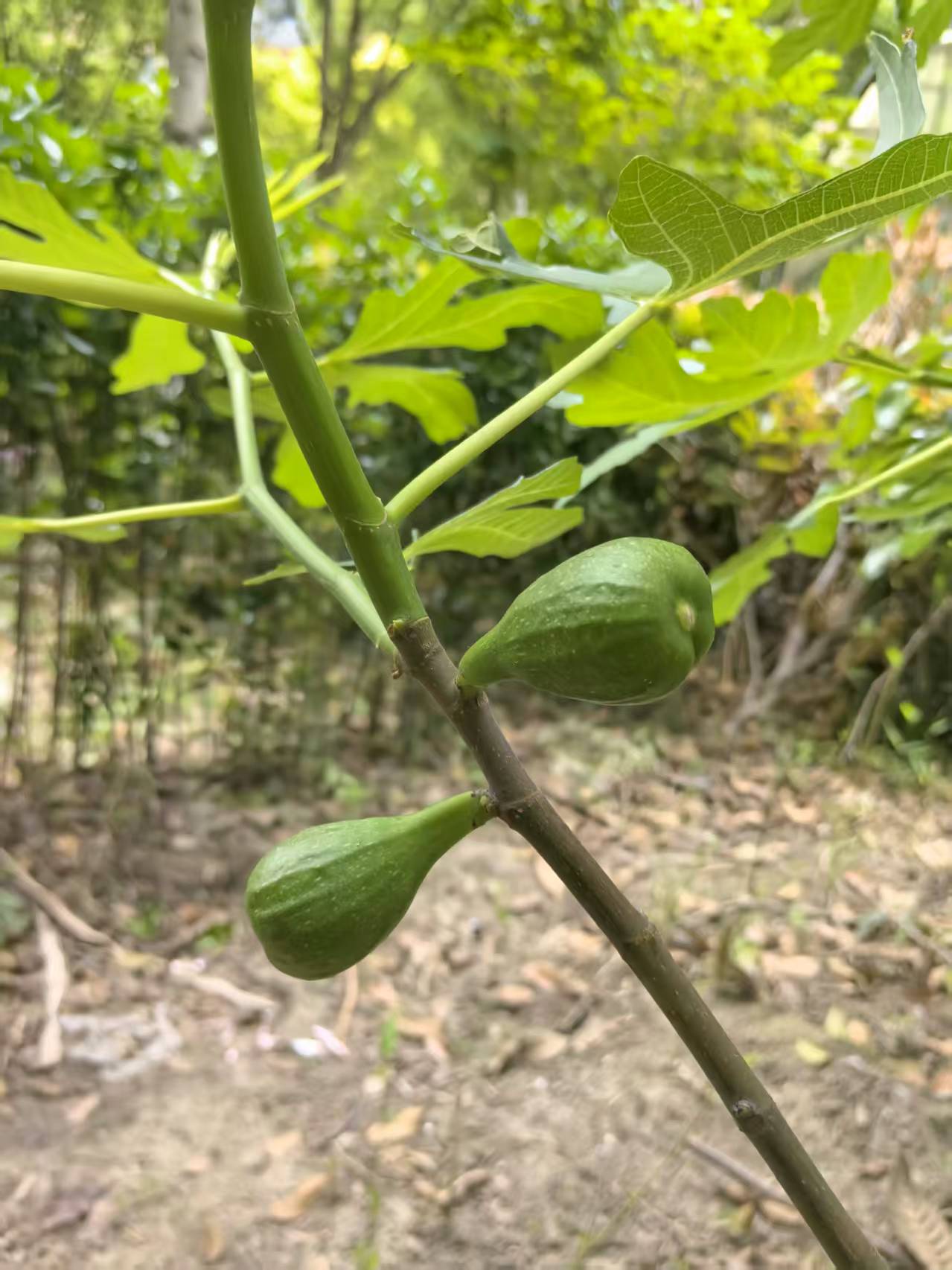 照片
